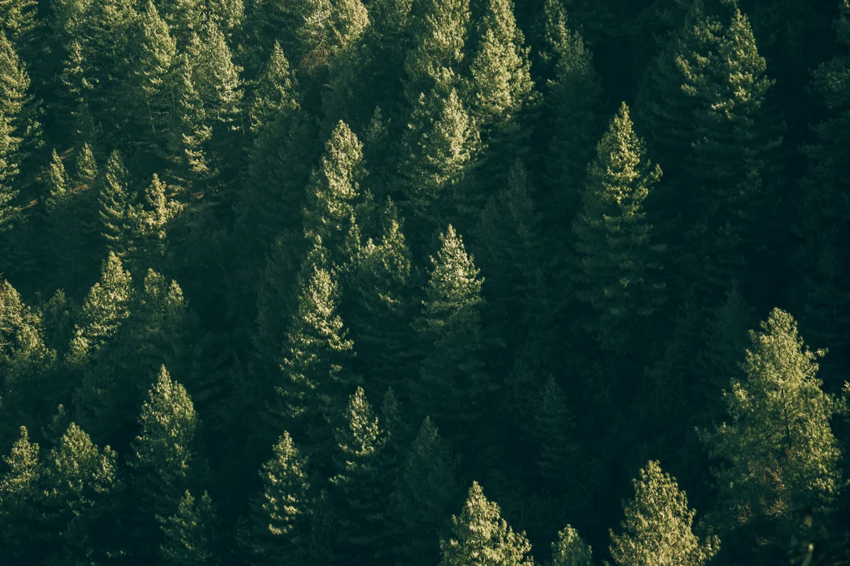 Aerial landscape photograph of dense evergreen trees forming a continuous forest canopy under sunlight.