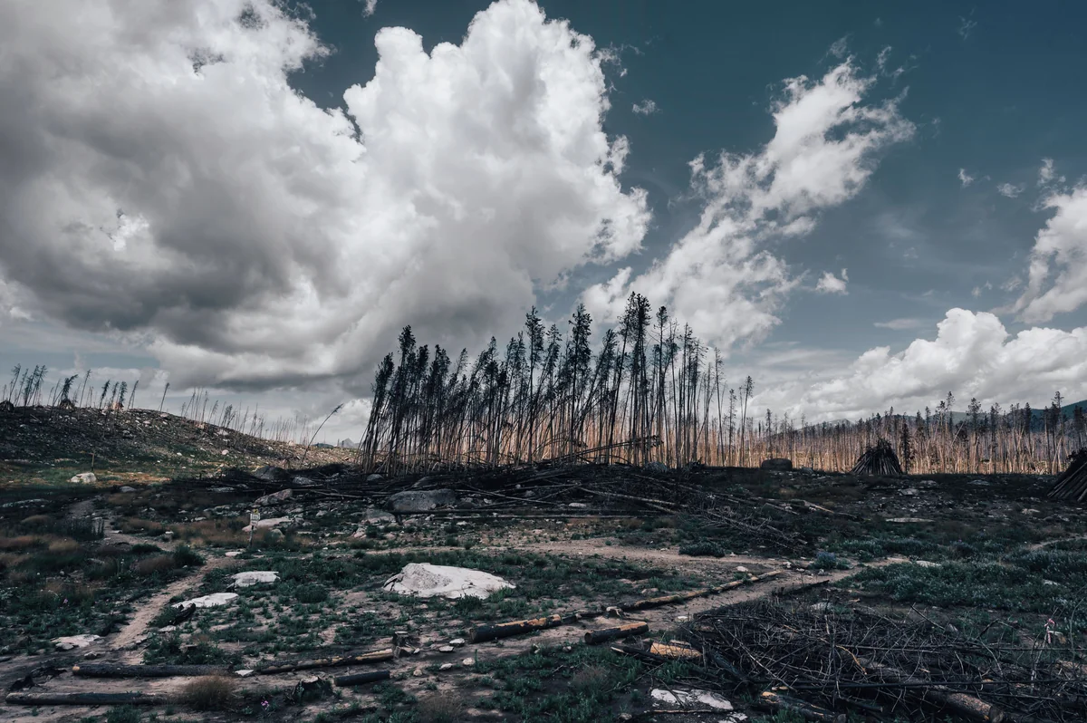 Burnt forest landscape with blackened tree trunks, fallen logs, rocky ground, and dramatic clouds.