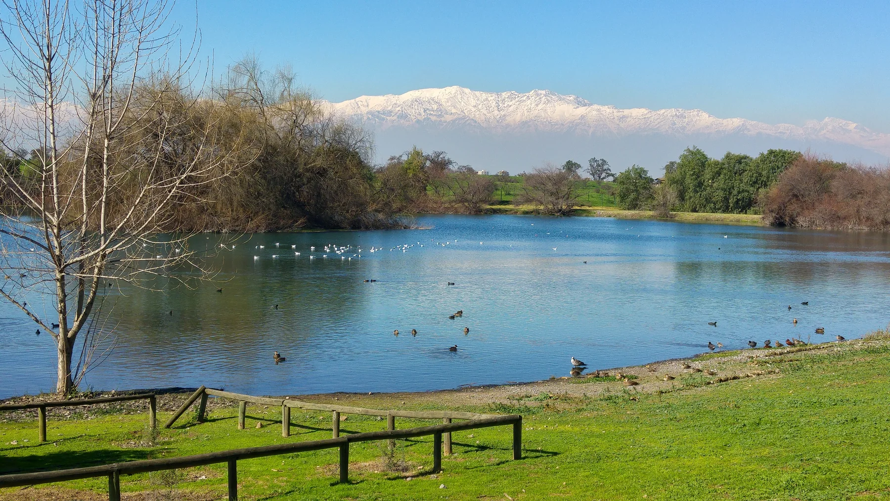 Landscape photograph of a broad blue lagoon with ducks and gulls, a grassy bank and wooden rail in the foreground, trees around the water, and snow-covered mountains in the distance.